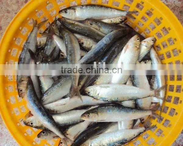 Frozen Sardine photo-2