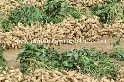 Peanut Harvesting Machine photo-2