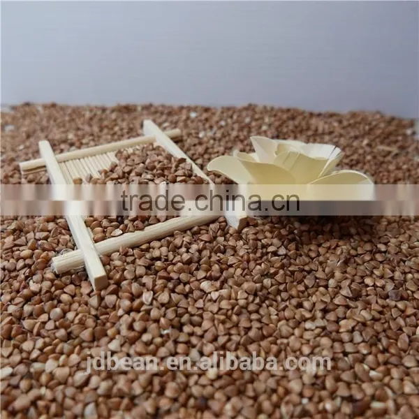 High Quality Hot Sale Black Bitter Buckwheat for Tea (Fagopyrum Esculentum) photo-4