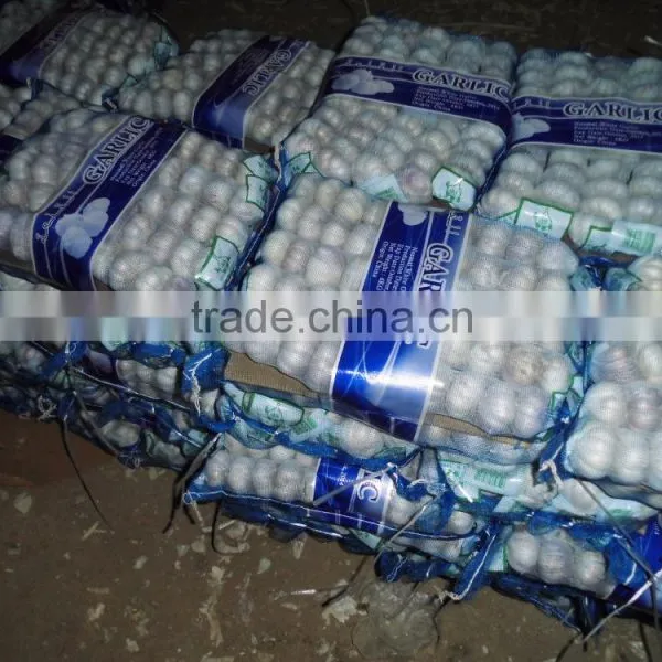 Normal White Garlic photo-2