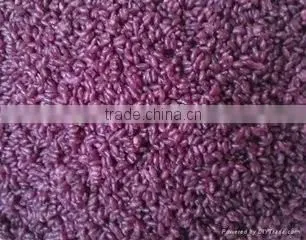 Supply Purple Potato Rice Production Line /nutritional Rice Extuder Machine photo-3