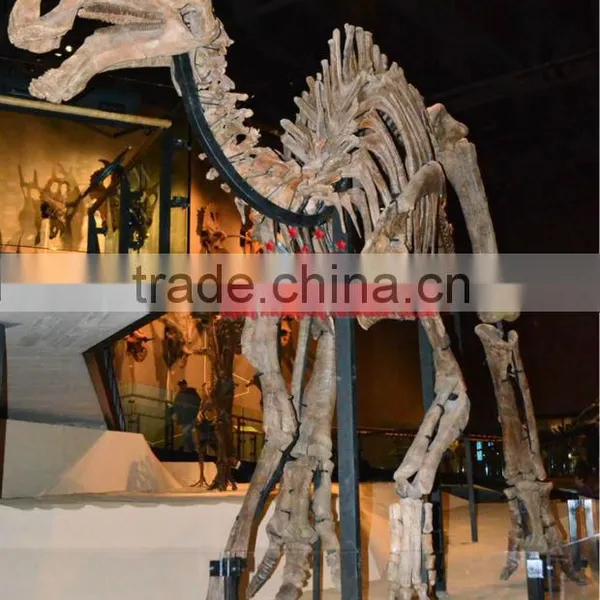 Life Size Dinosaur Skeleton Replica Of Gryposaurus