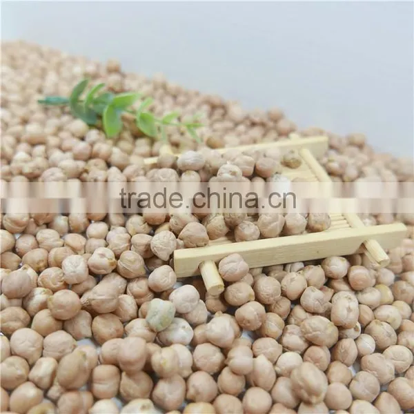 Good Manufacture of Chickpea Hot Sale photo-3