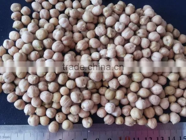 White Sorghum With Good Quality New Corp photo-2