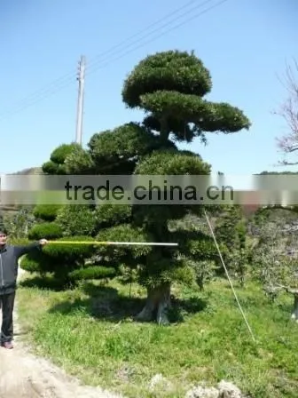 Bonsai Tree