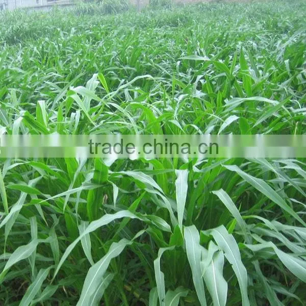 Gaodan Grass Seeds Sorghum Sudan Grass Seeds Sorghum Hybrid Sudan Grass Seeds For Growing photo-3