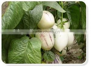 Pepino Seed Pepino Cucumber Seeds For Cultivation Germination Rate Above 93% photo-6