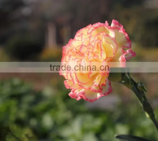 Fresh Cut Flower Carnation Dianthus Caryophyllus photo-4