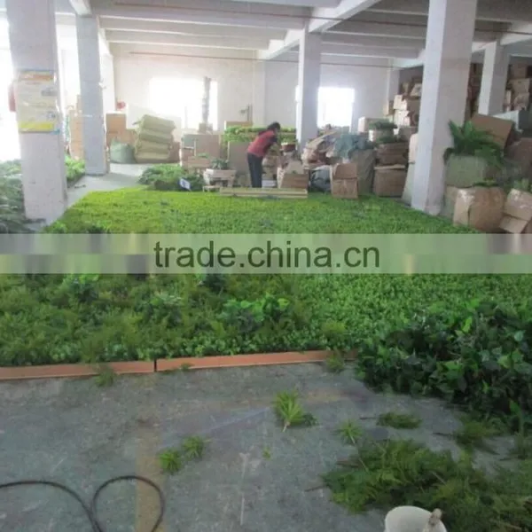 Hot Sale Artificial Green Plant Wall/artificial Green Backdrop for Sale photo-4