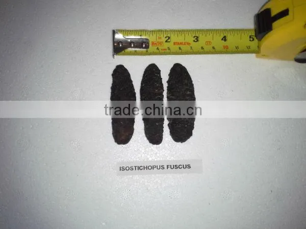 Isostichopus Fuscus photo-3
