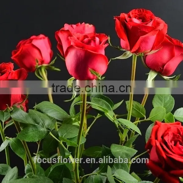 2016 Kunming Fresh Cut Flowers Fresh Cut Roses Wholesale Price photo-4