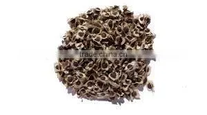 Moringa Olifera Seeds photo-2