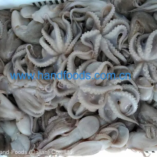 Frozen Cleaned Baby Octopus photo-2