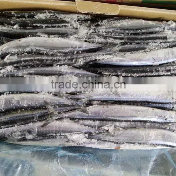 100 Gram Pacific Saury Cololabis Saira photo-3