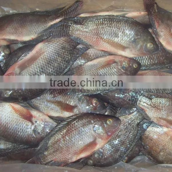 Whole Tilapia Fish