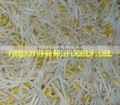 Frozen Bean Sprout
