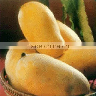 Fresh Mango From Pakistan Mango photo-4