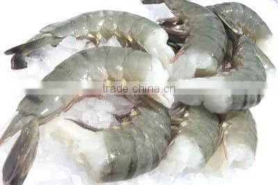 Black Tiger Shrimp HLSO