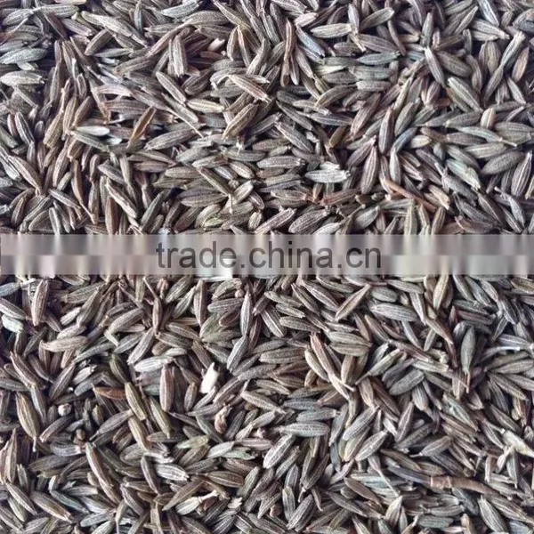 Fennel Seed With Good Quality From CHINA for Sale photo-2