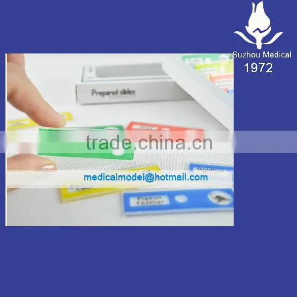 Prepared Microscope Plastic Slides photo-2