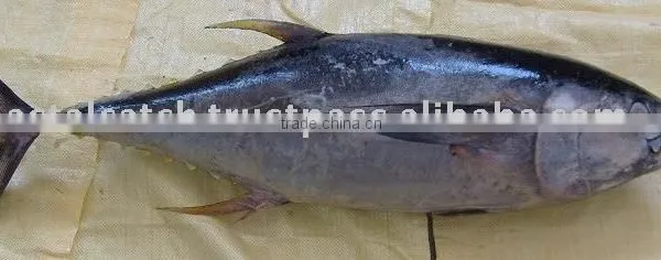 YELLOWFIN TUNA