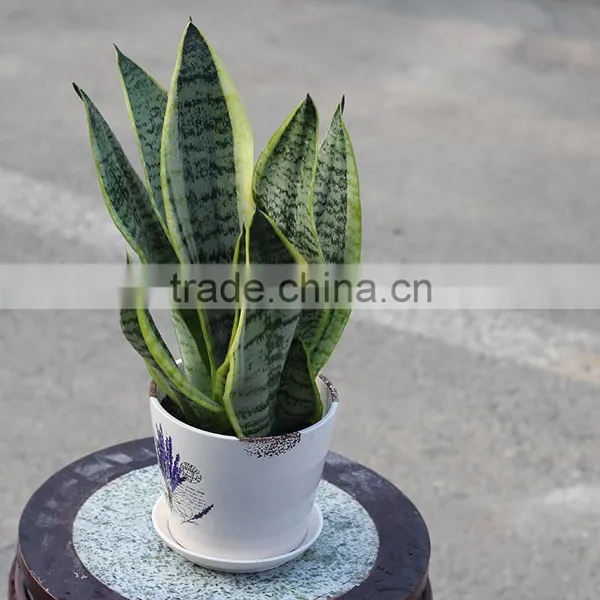 Sansevieria Hahaii,Sansevieria Surpeba, Sansevieria Laurentii photo-4