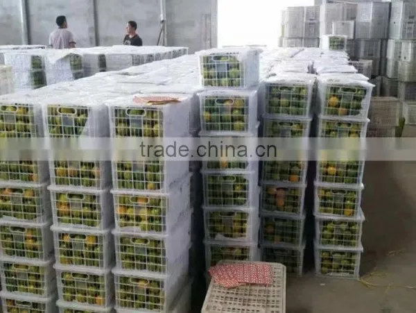 Fresh Mandarin Oranges in 2016 New Crop Sweet for Sale 9kg/box photo-5