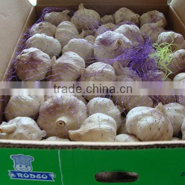 Supply New Crop2016 Fresh China Garlic Size From 4.5cm To6.0cm photo-3