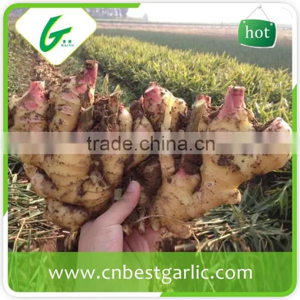 New Crop Fresh Ginger Air Dry Ginger Market Prices for Ginger photo-3