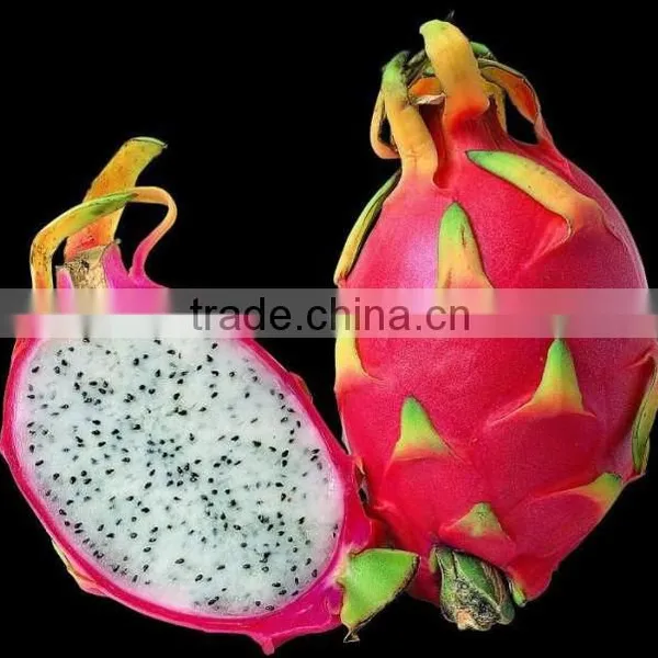 IQF Dragon Fruit