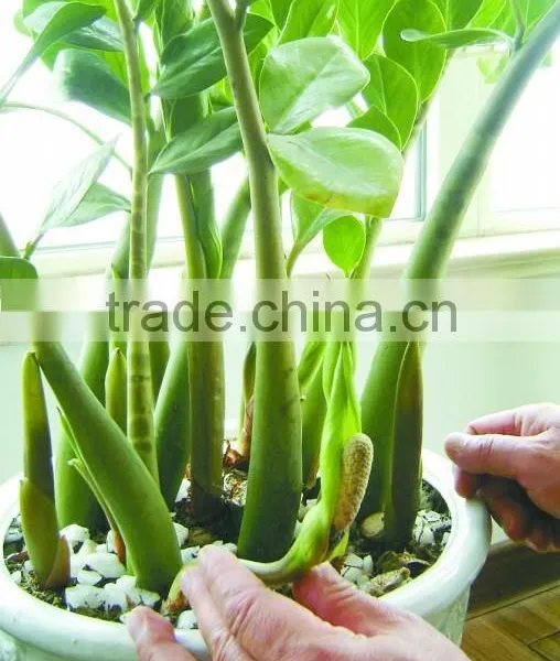 Natural Zamioculcas Zamiifolia for Indoor Ornamental Decorative Bonsai Plants photo-2