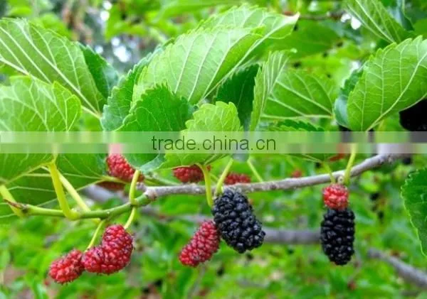 Mulberry Green Tea - 2015 Hot Product