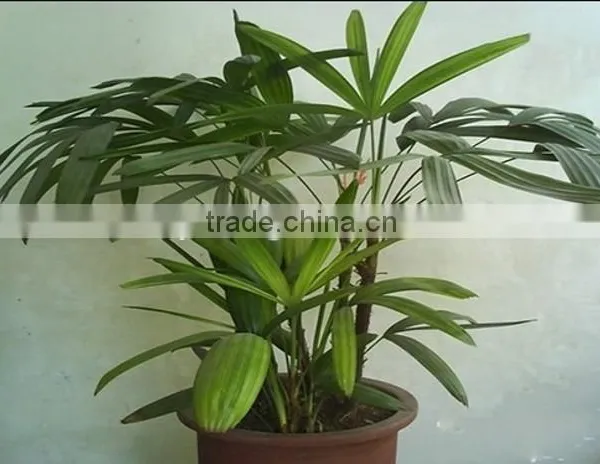 Bamboo Seedling photo-2