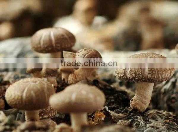 Fresh Shiitake photo-3