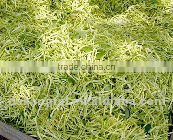 Honeysuckle