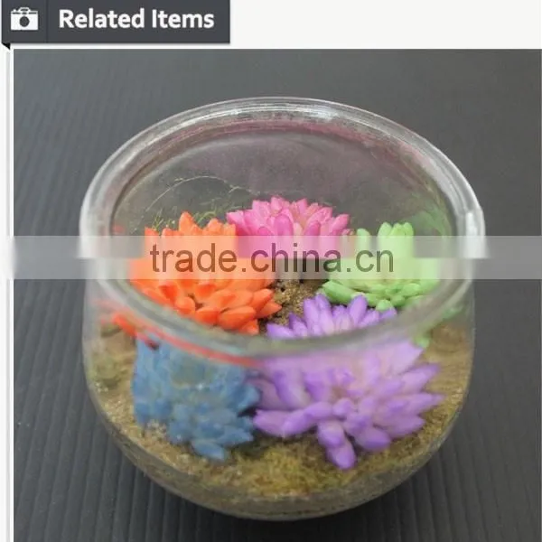 Tropical Mini Succulent Plants Bonsai for Sale Artificial Succulents photo-6