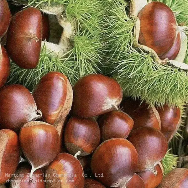 Chestnut Snack Organic Healthy Snack for All Ages photo-2