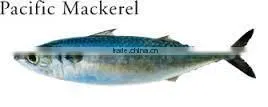 WR Frozen Pacific Mackerel