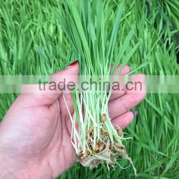 Hydropoincs Animal Fodder Sprout Machine. Barley/wheat/ Oats/ Maize photo-5