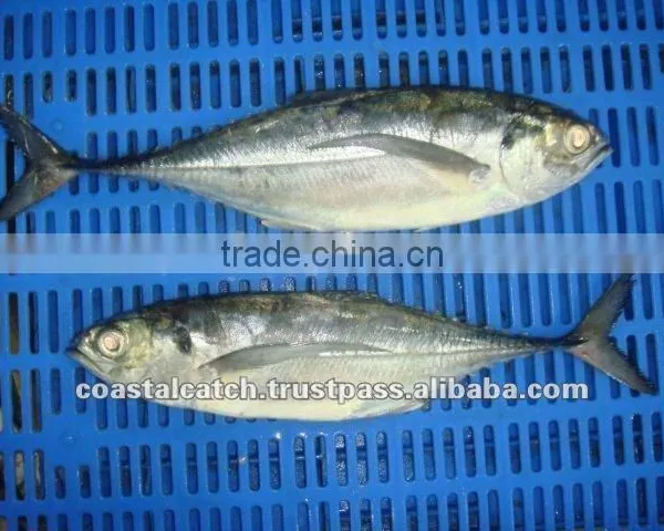FROZEN HORSE MACKEREL WHOLE ROUND
