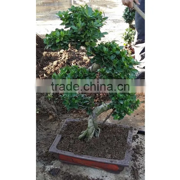 Garden Decoration Natural Plants S Shape Ficus photo-3