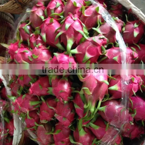 VIETNAM DRAGON FRUIT