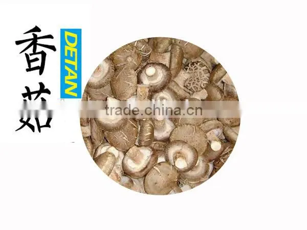 China Shiitake Spawn Bag Supplier Shiitake Mushroom Growing Log photo-5