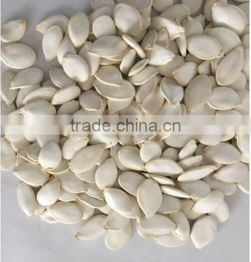 Heilongjiang Good Quality of Raw Snow Pumpkin Seed Factory Sale to Iran Market photo-2