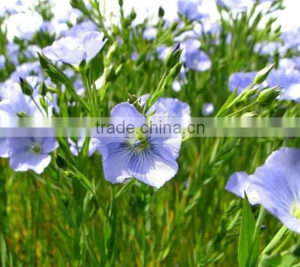 China Supplier Organic Flaxseed Oil (alpha Linolenci Acid) Omega 3 Oil Refined photo-2