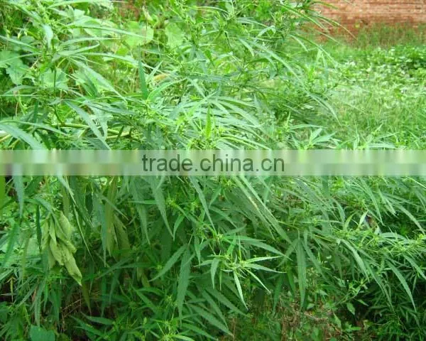 Convetional& Organic Hemp Seed Oil From China photo-2