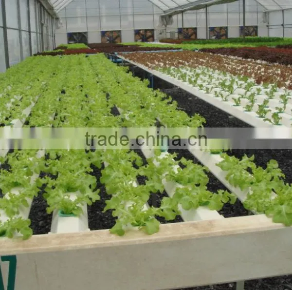 Agricultural Hydroponic Lettuce Cultivation Greenhouse photo-3