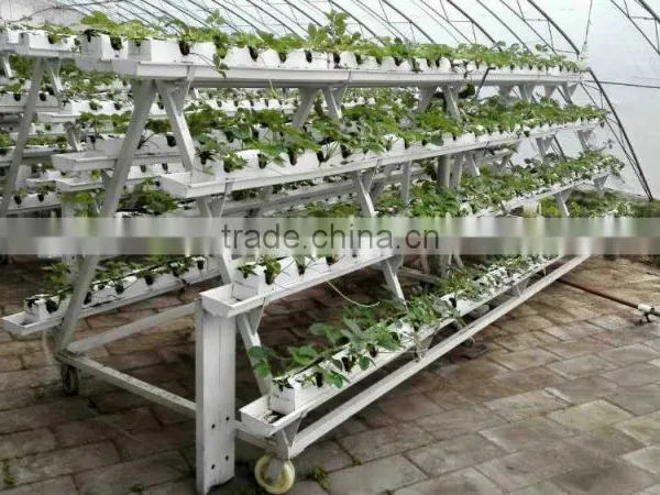 Plastic Strawberry Grow Box photo-3