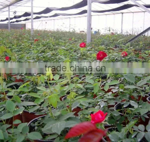 Factory Price 40m-100m Vegetable Greenhouse for Agriculture/commercial/industrial Used photo-3