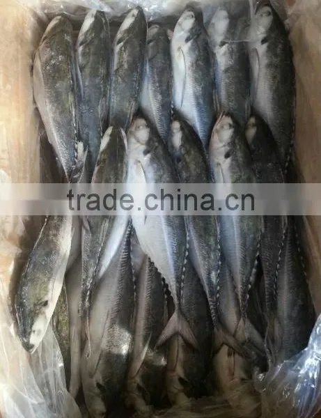 Jack Mackerel Fish China Wholesale photo-2